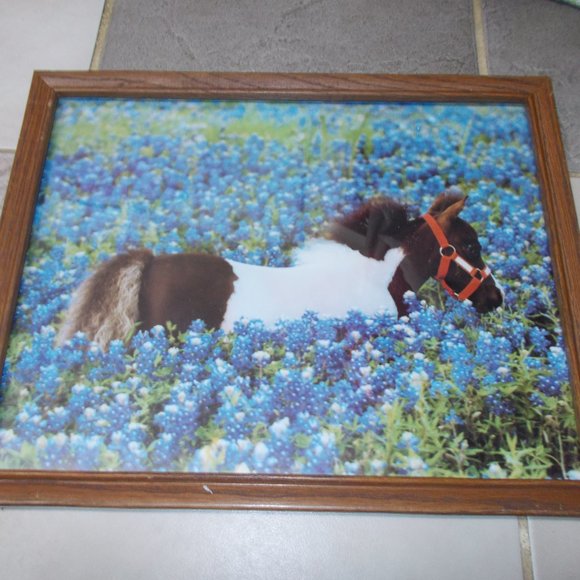 Pony in Bluebonnets print 11"x14" in wood frame! - Picture 3 of 4